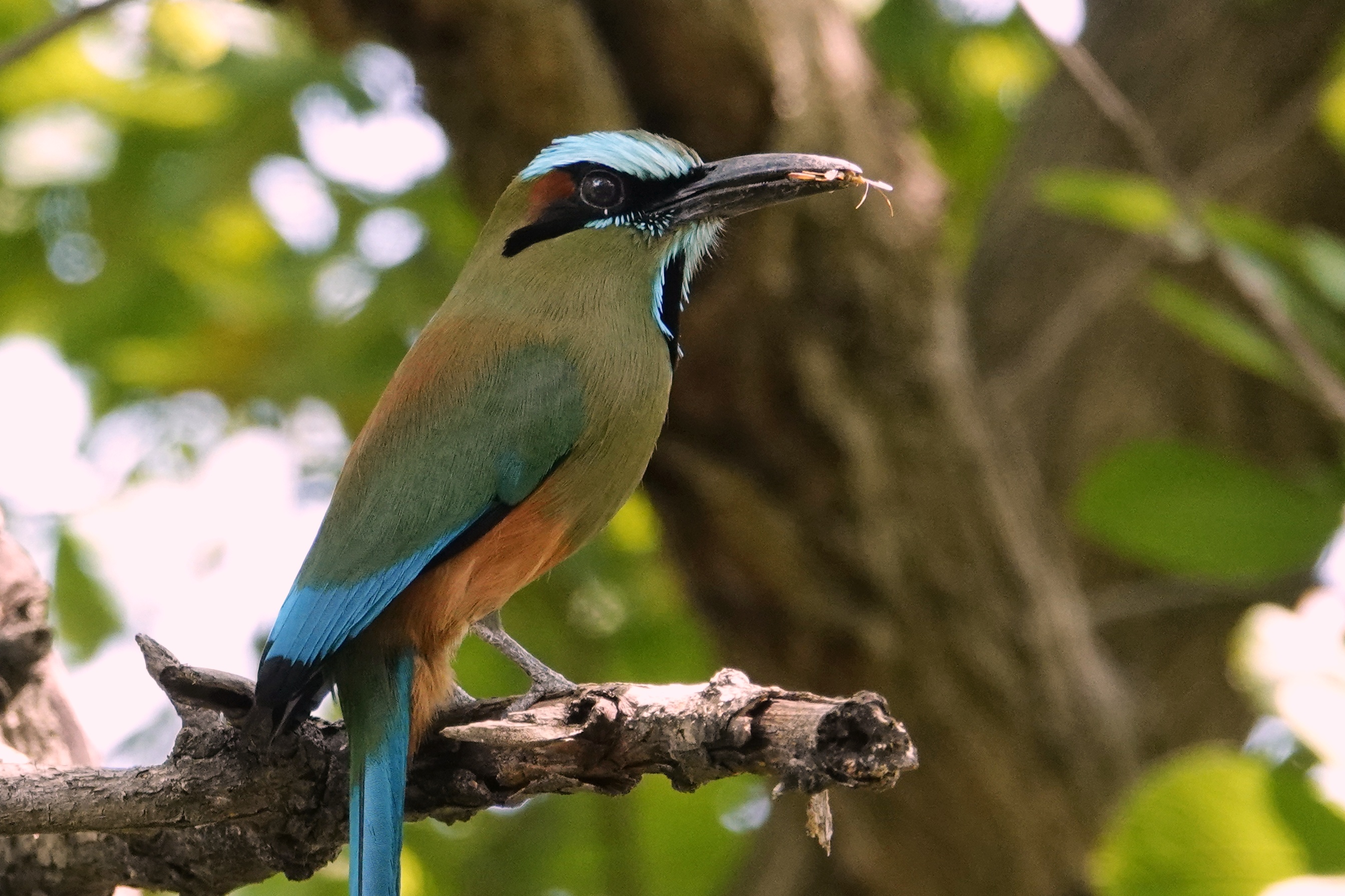 Motmot de profil